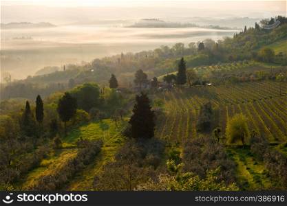 morning. fog and typical Tuscan landscape - a view of a hill, cypress alley and a valley with vineyards, province of Siena. Tuscany, Italy