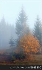 Morning fog. Autumn country landscape (Carpathians, Ukraine).