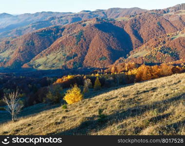 Morning fog in autumn Carpathian. Mountain landscape with colorful trees on slope.