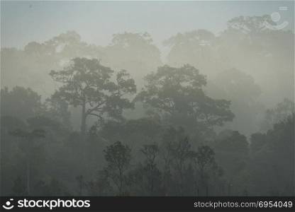 morning fog in dense tropical rainforest, Thailand