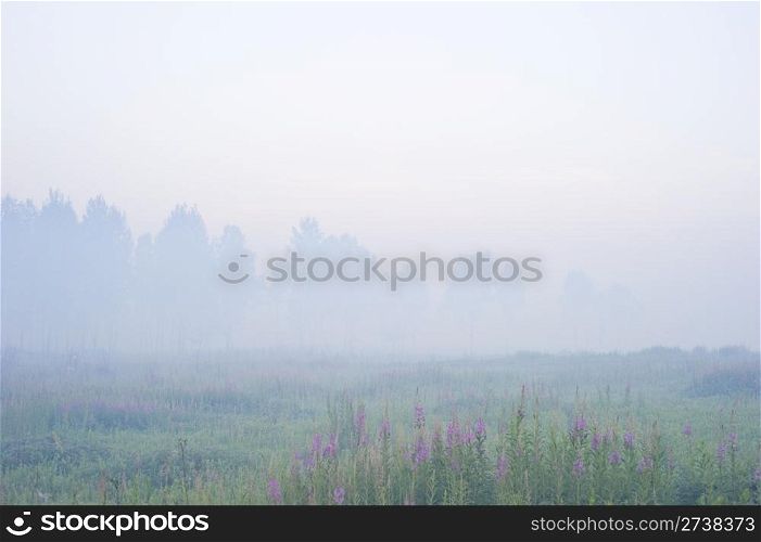 Morning fog of over the meadow and trees