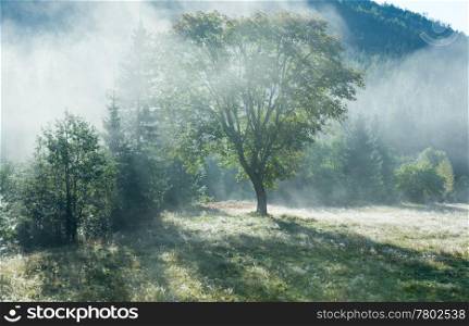 Morning foggy autumn mountain landscape with poplar seed tufts on grass .