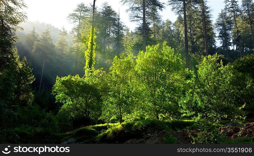 Morning forest with sunrays - freshness concept
