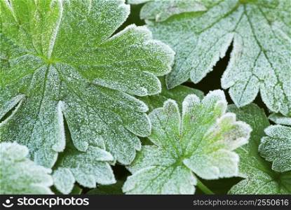 Morning frost on plant leaves in late fall