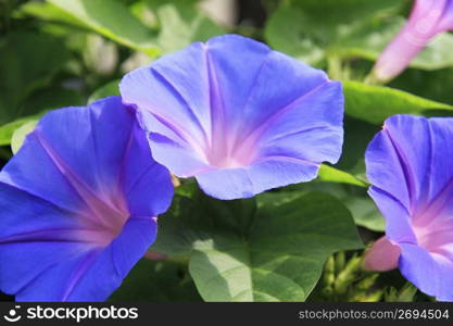 Morning-glory