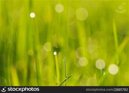 Morning grass with dew drops