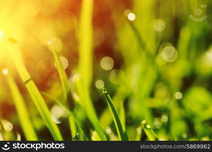 Morning grass with dew drops