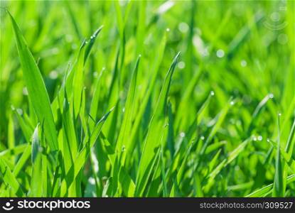 Morning green meadow with green grass covered with dew drops