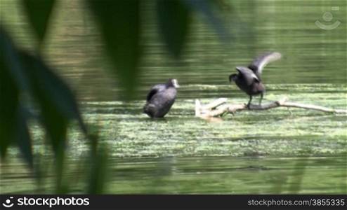 Morning hygiene of wild ducks on lake.