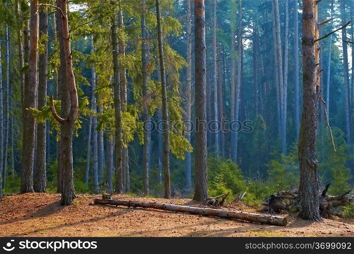 Morning in a pine forest