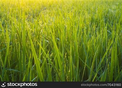 morning in paddy rice field, Thailand