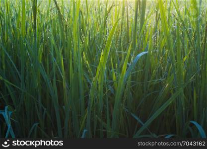 morning in paddy rice field, Thailand