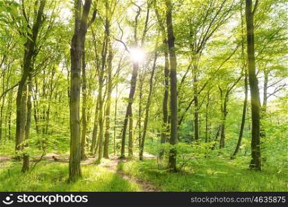 Morning in sunny forest with green trees