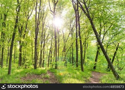 Morning in sunny forest with green trees