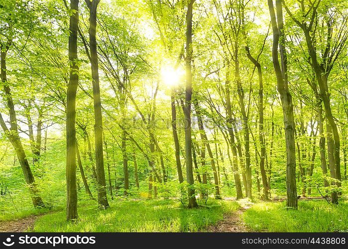 Morning in sunny forest with green trees and sun rays
