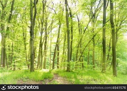 Morning in sunny spring forest with sun and green trees