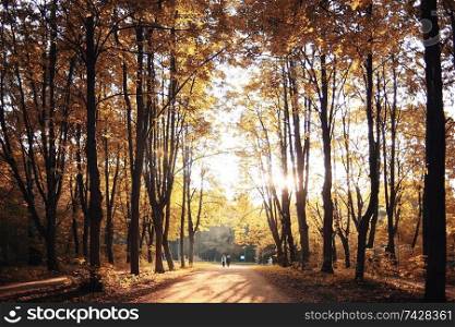 Morning in the autumn forest landscape