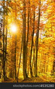 Morning in the autumn forest. Orange fallen leaves and sun shining through trees