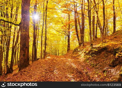 Morning in the autumn forest. Orange fallen leaves and sun shining through trees