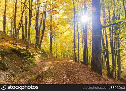 Morning in the autumn forest. Orange fallen leaves and sun shining through trees