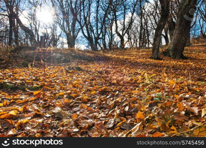 Morning in the autumn forest with big oak trees