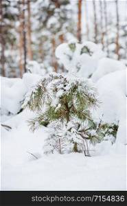 Morning in the forest. Snow covered pines in the forest. Winter panorama of the forest.. Snow covered pines in the forest. Winter panorama of the forest.