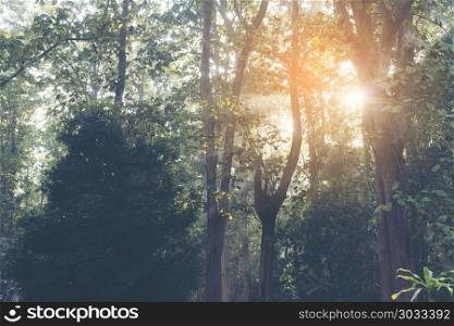 morning in the tropical forest with big tree