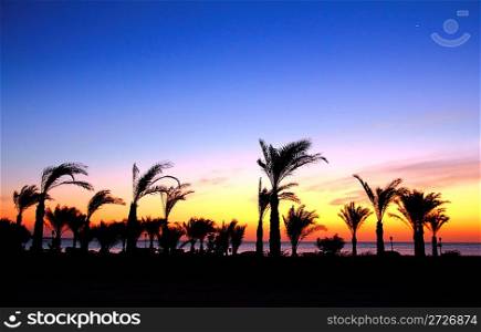 morning landscape before sunrise with palm trees and sea