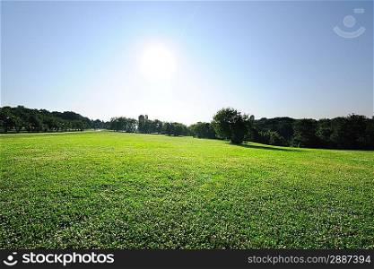 Morning landscape with green meadow