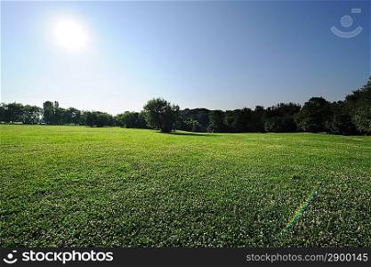 Morning landscape with green meadow