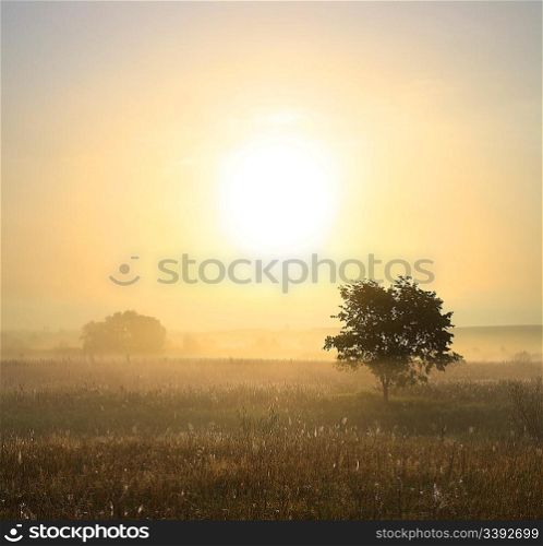 morning landscape with single tree in mist