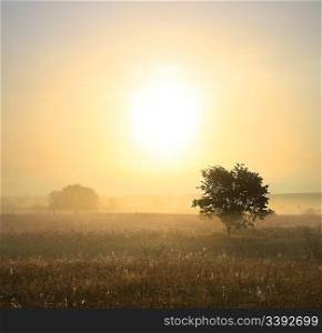morning landscape with single tree in mist