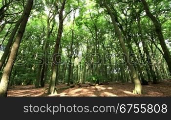morning light in german forest - time lapse - pan left to right - motion in trunks, branches and leafs