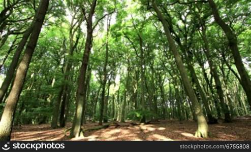 morning light in german forest - time lapse - pan left to right - motion in trunks, branches and leafs