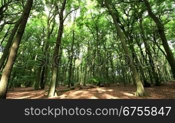 morning light in german forest - time lapse - pan left to right - motion in trunks, branches and leafs was fixed in AE