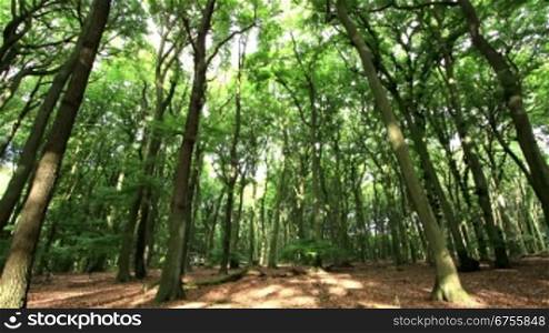 morning light in german forest - time lapse - pan light to left - motion in trunks, branches and leafs