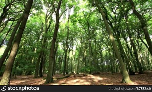 morning light in german forest - time lapse - pan right to left - motion in trunks, branches and leafs was fixed in AE