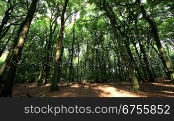morning light in german forest - time lapse - total shot - motion in trunks, branches and leafs