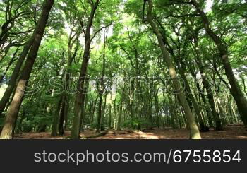 morning light in german forest - time lapse - zoom in - motion in trunks, branches and leafs