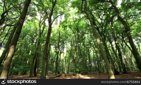 morning light in german forest - time lapse - zoom in - motion in trunks, branches and leafs