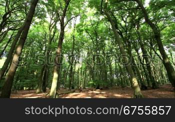 morning light in german forest - time lapse - zoom out - motion in trunks, branches and leafs