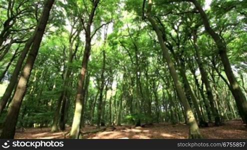morning light in german forest - time lapse - zoom out - motion in trunks, branches and leafs