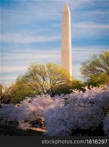 Morning light lighting up the face of the Washington Monument, spring greens, and the Cherry Blossoms of Washington DC.