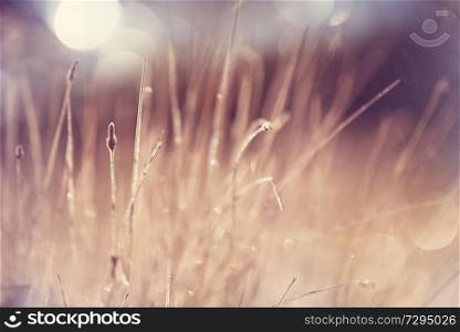 Morning meadow. Abstract natural background. Fresh spring grass with drops on natural defocused light background. Retro filtered.