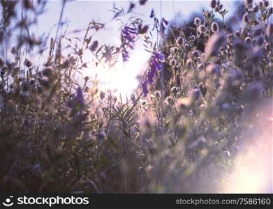 Morning meadow. Abstract natural background. Fresh spring grass with drops on natural defocused light background. Retro filtered.