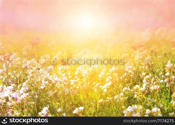 Morning meadow in the sunbeams. Blurred artistic picture.