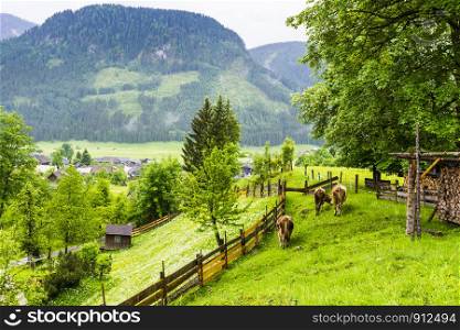 Morning mist and rain over the Austrian landscape with forests, fields, meadows and villages. Cows grazing on fresh green mountain pastures in rural Austria