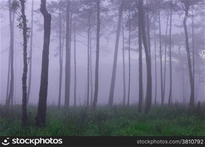 Morning mist in forest