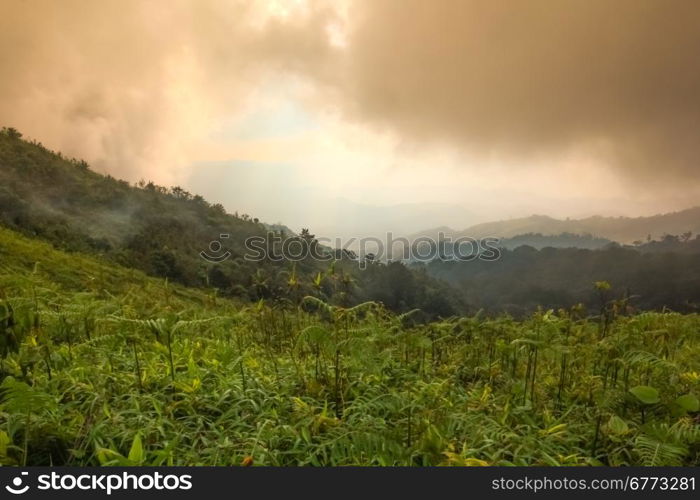 Morning mist in rainforest