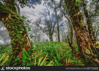 Morning mist in rainforest